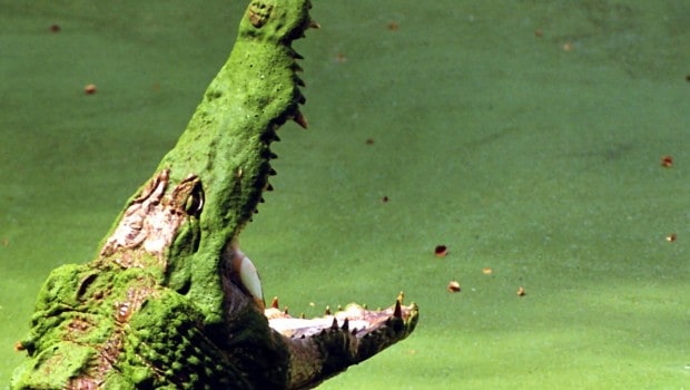 Ilhas-Ramree-Crocodilos
